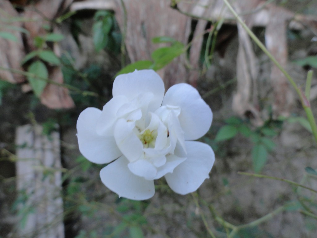 Foto: Flor - Nueva Loja (Lago Agrio) (Sucumbios), Ecuador
