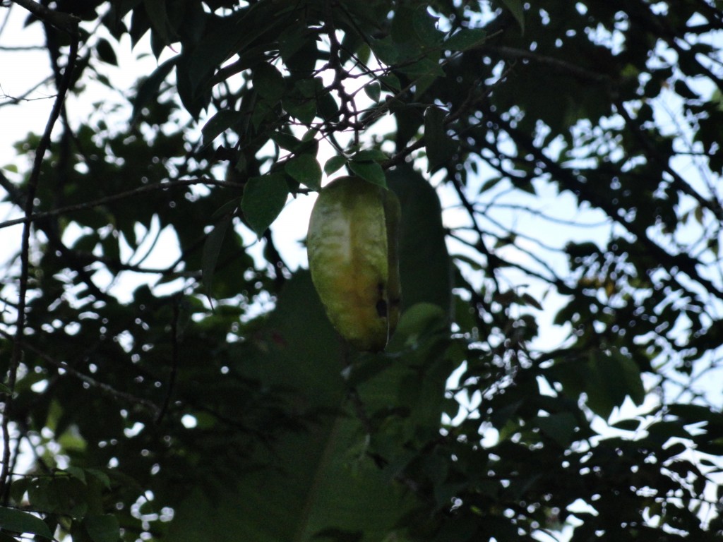 Foto: Fruto - Nueva Loja (Lago Agrio) (Sucumbios), Ecuador
