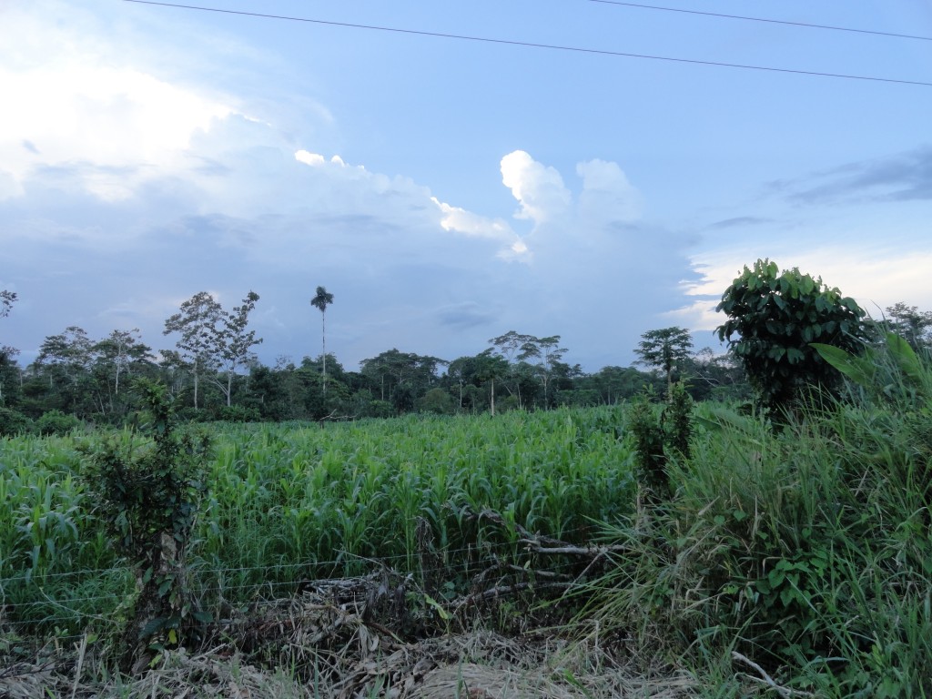 Foto: Sembrio de maíz - Nueva Loja (Lago Agrio) (Sucumbios), Ecuador