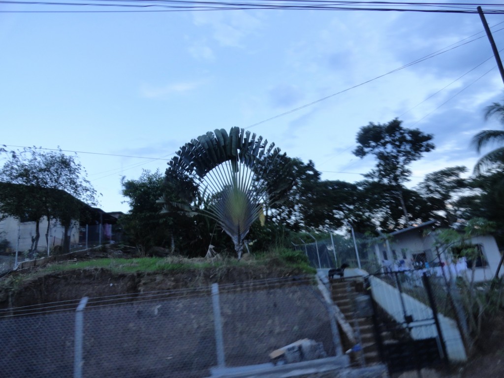 Foto: Abanico - Nueva Loja (Lago Agrio) (Sucumbios), Ecuador