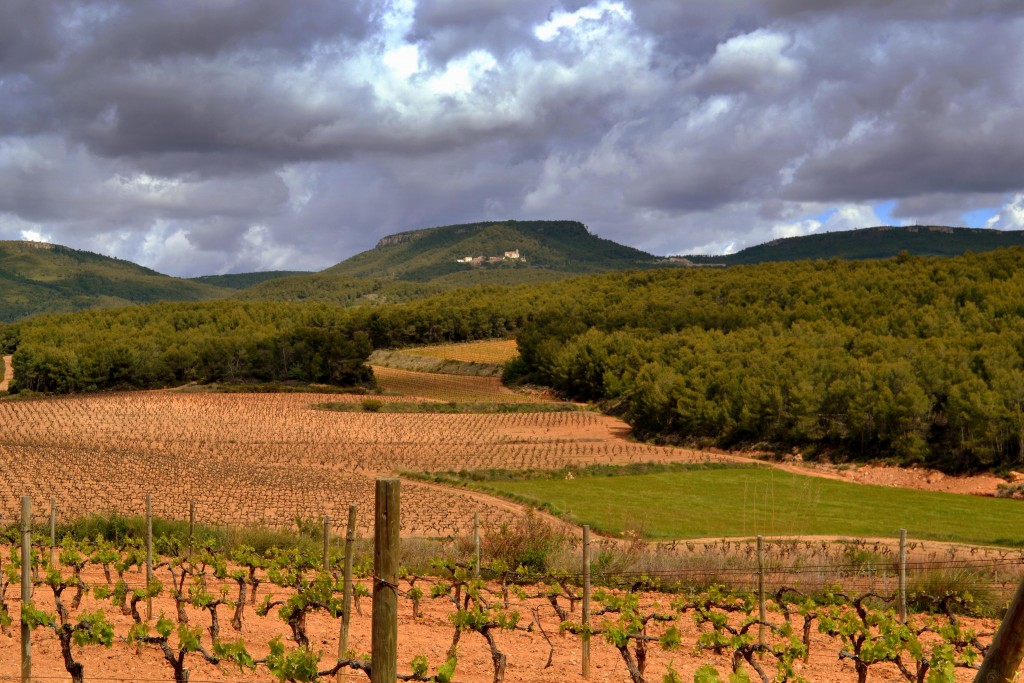 Foto: Viñas del Penedes, Fontrubí. - Fontrubí (Barcelona), España