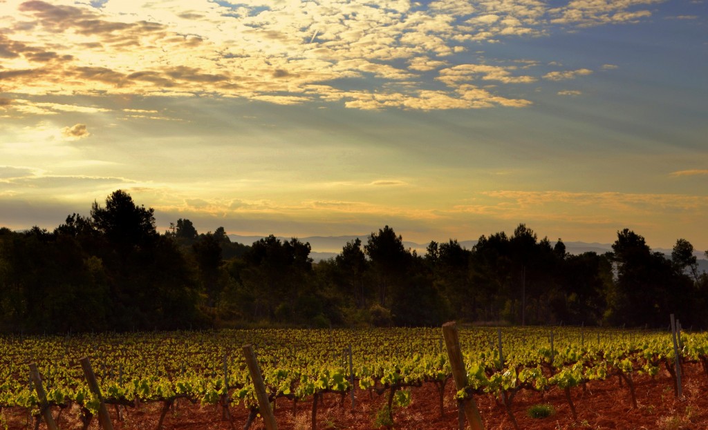 Foto: Viñas de Macabeo - Santa Maria de Foix (El Penedes) (Barcelona), España
