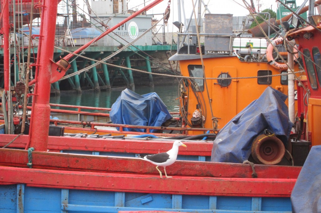 Foto: Puerto - Mar del Plata (Buenos Aires), Argentina