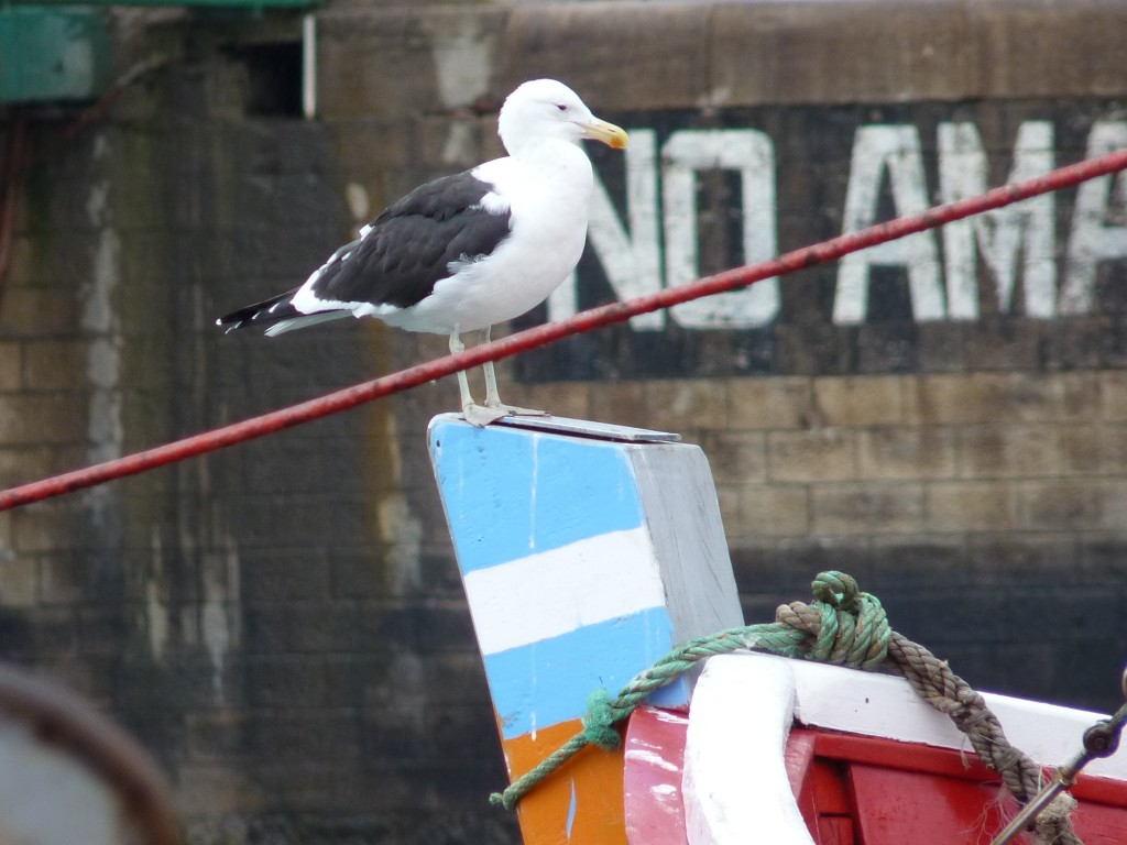 Foto: Puerto - Mar del Plata (Buenos Aires), Argentina