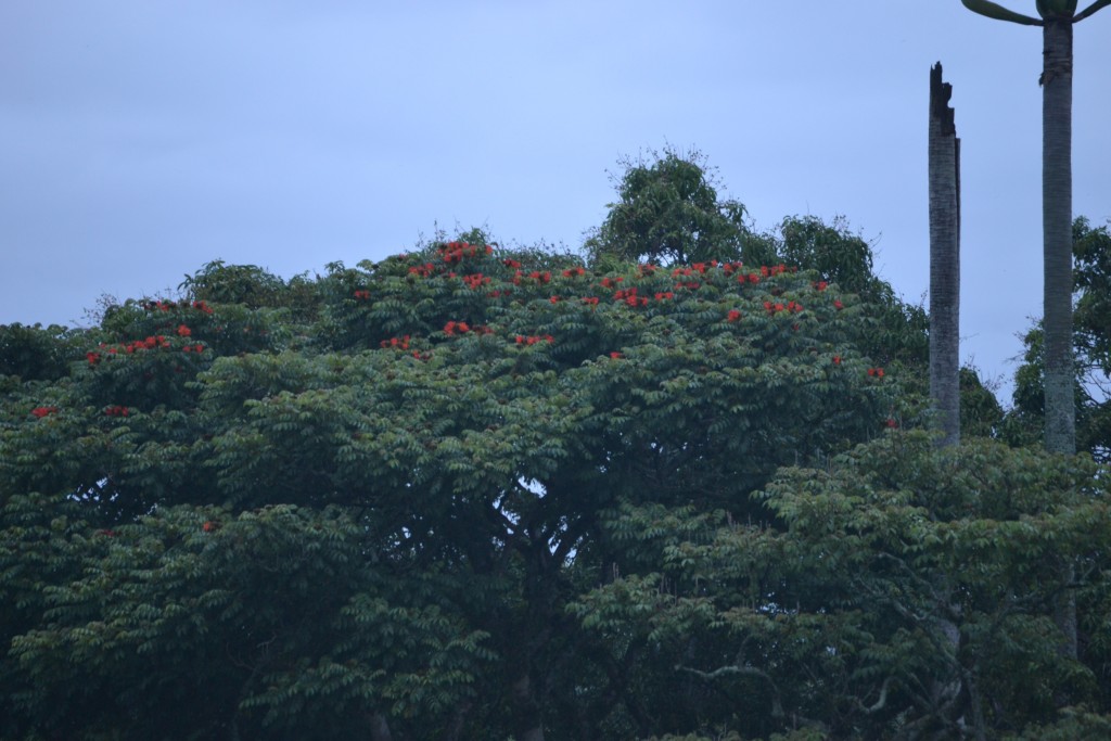 Foto: PARQUE PALMARES - Alajuela, Costa Rica