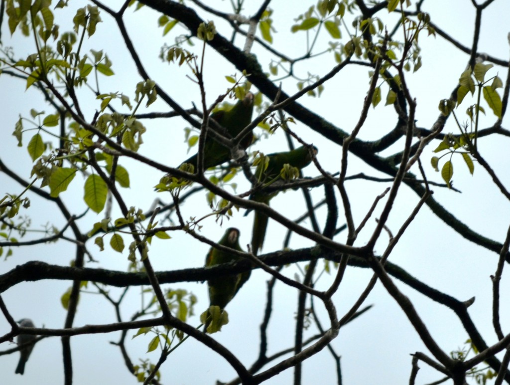 Foto: PARQUE PALMARES - Alajuela, Costa Rica