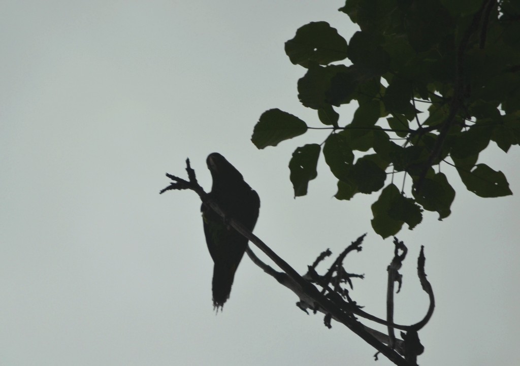 Foto: PARQUE PALMARES - Alajuela, Costa Rica