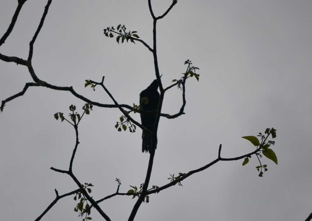 Foto: PARQUE PALMARES - Alajuela, Costa Rica