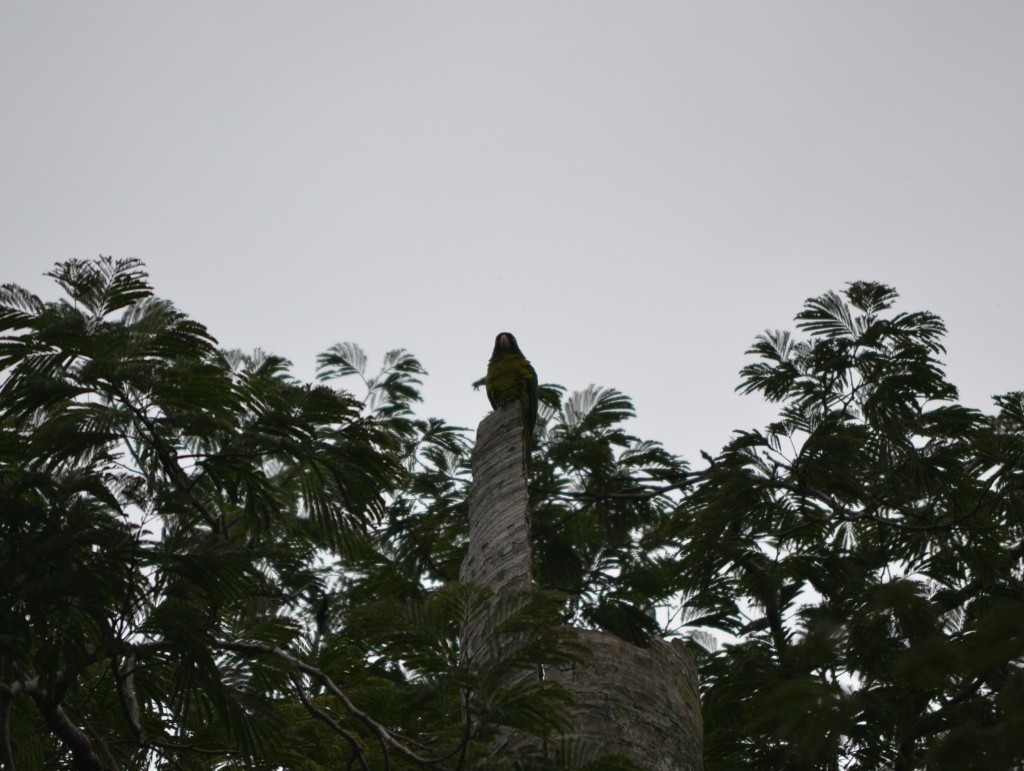 Foto: PARQUE PALMARES - Alajuela, Costa Rica