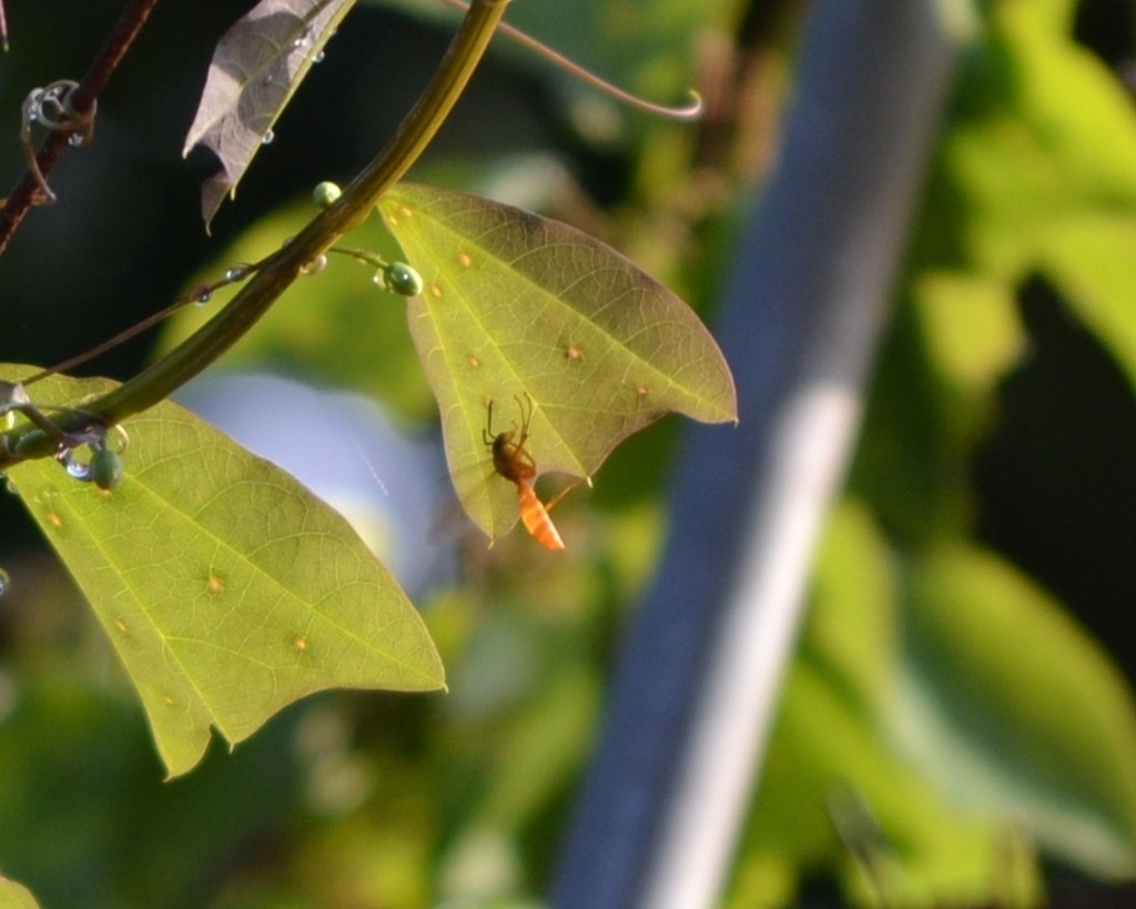 Foto: Aveja - Alajuela, Costa Rica
