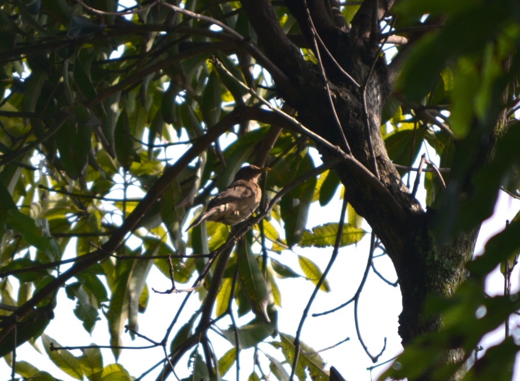 Foto de Alajuela, Costa Rica