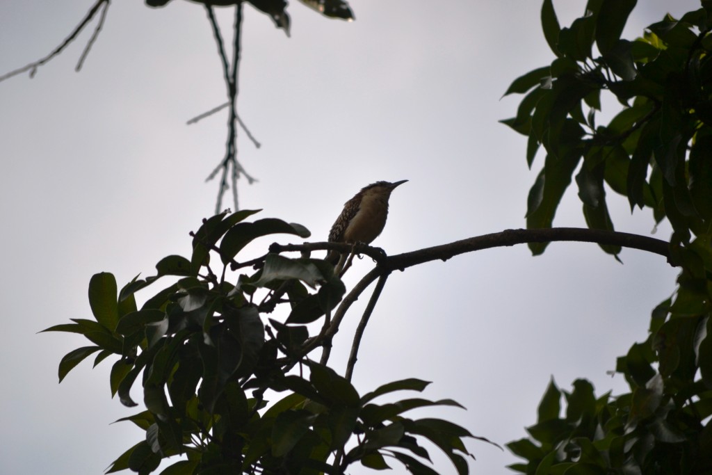 Foto de Alajuela, Costa Rica