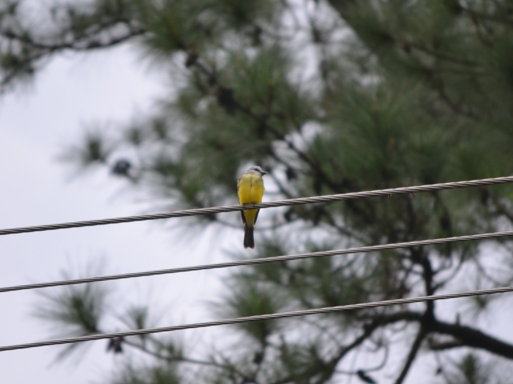 Foto: Pecho Amarillo - La Garita (Alajuela), Costa Rica