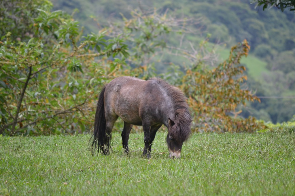 Foto: Poni - La Garita (Alajuela), Costa Rica