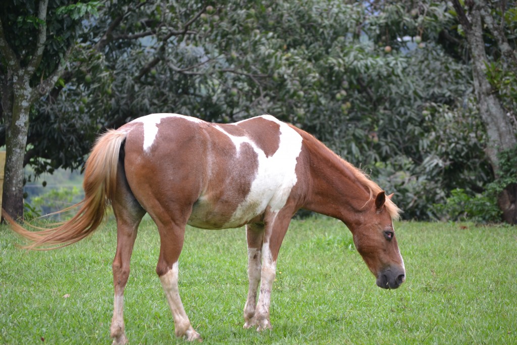 Foto: La Garita - La Garita (Alajuela), Costa Rica