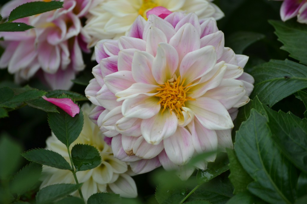 Foto: La Garita - La Garita (Alajuela), Costa Rica