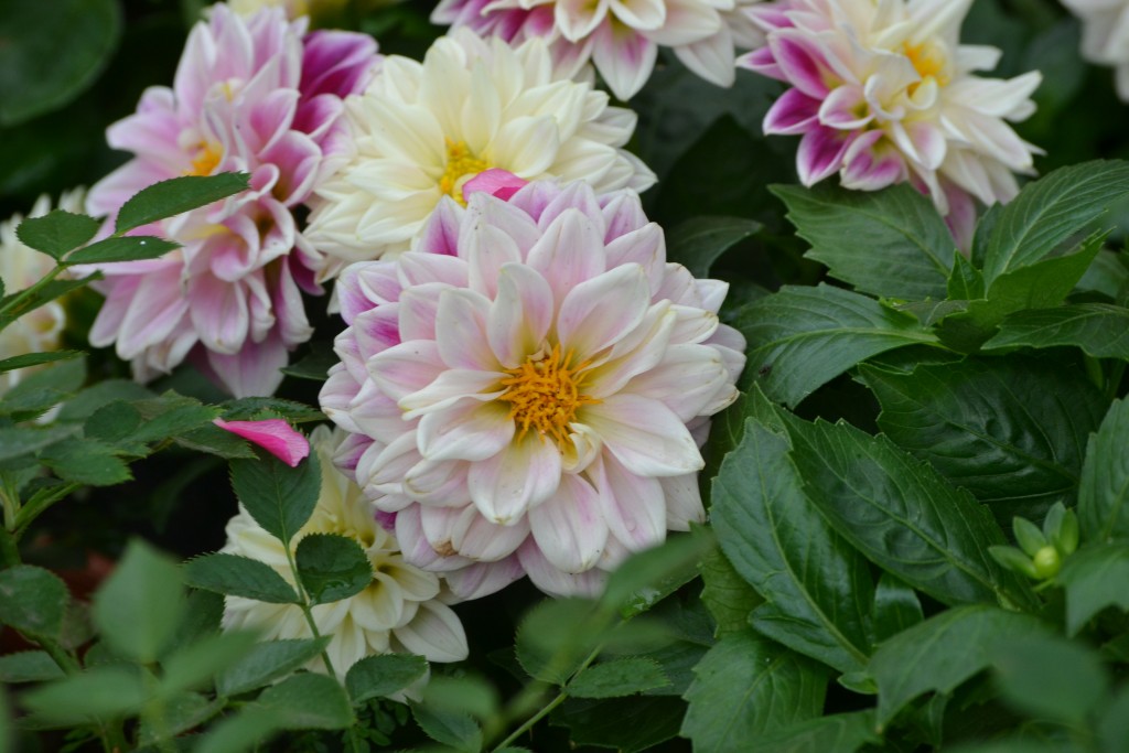 Foto: La Garita - La Garita (Alajuela), Costa Rica