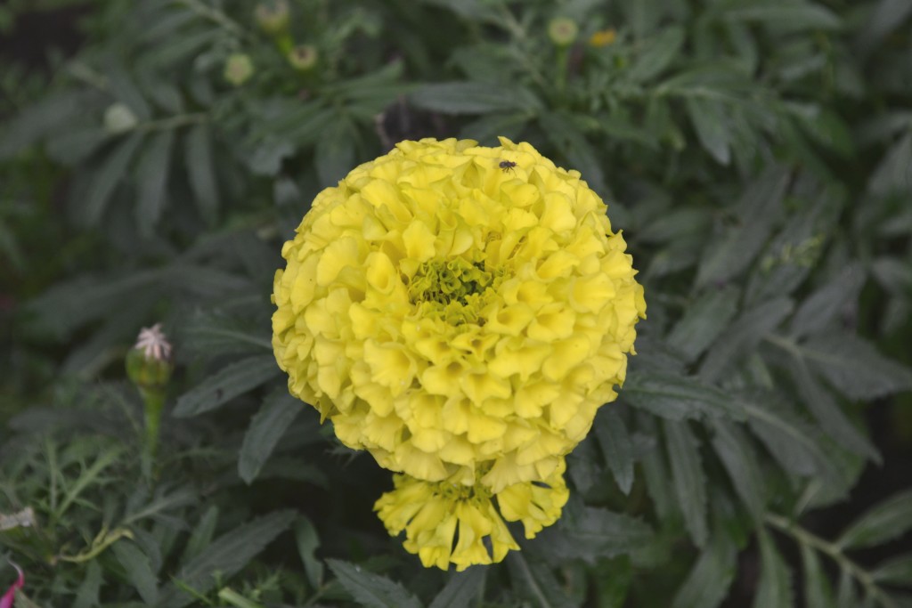 Foto: La Garita - La Garita (Alajuela), Costa Rica