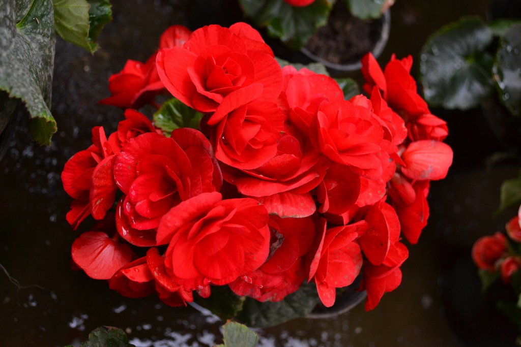 Foto: La Garita - La Garita (Alajuela), Costa Rica