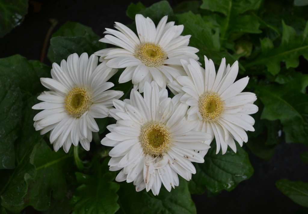 Foto: La Garita - La Garita (Alajuela), Costa Rica