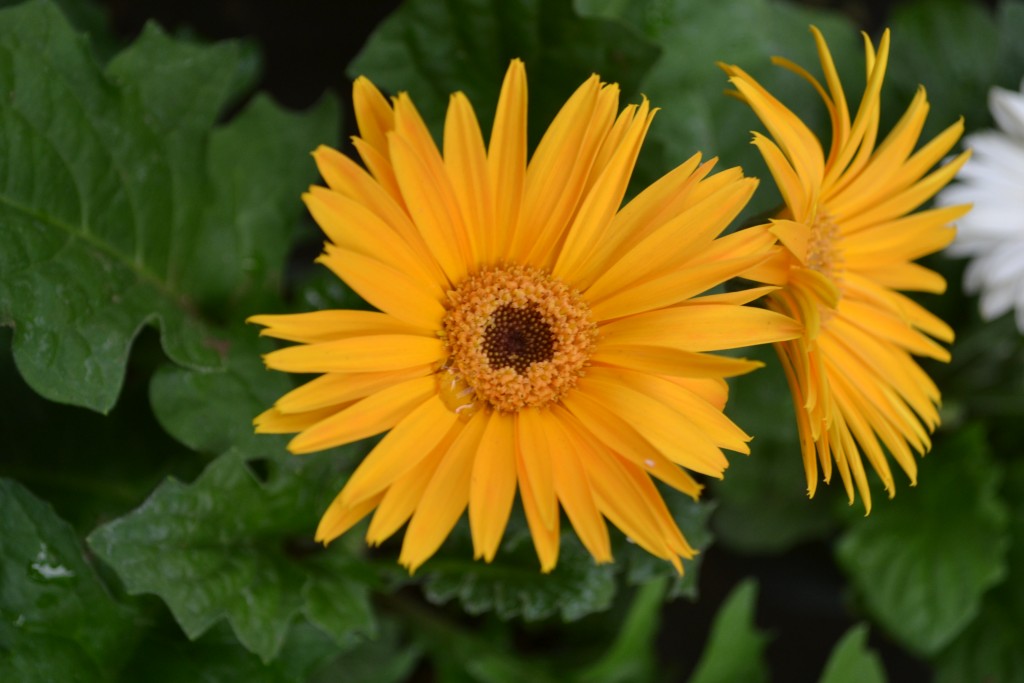 Foto: La Garita - La Garita (Alajuela), Costa Rica