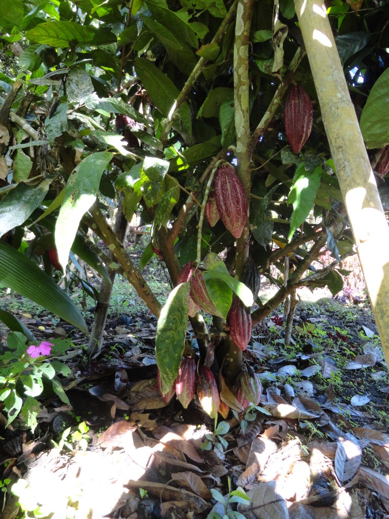 Foto: Cacao - Sucua (Morona-Santiago), Ecuador