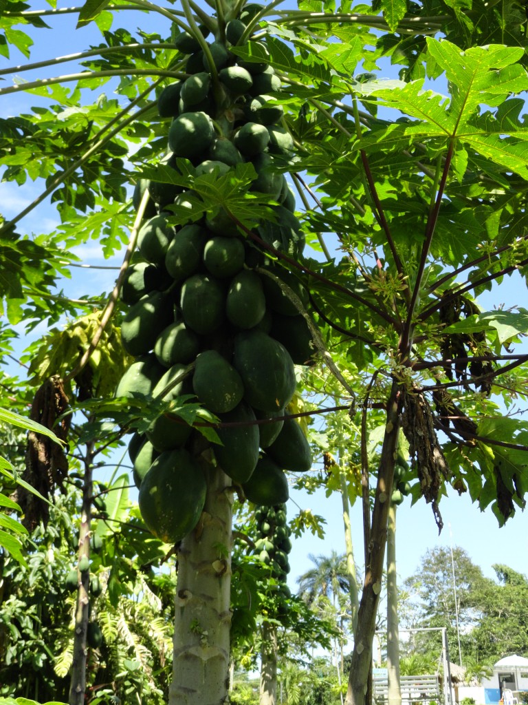 Foto: Papaya - Sucua (Morona-Santiago), Ecuador