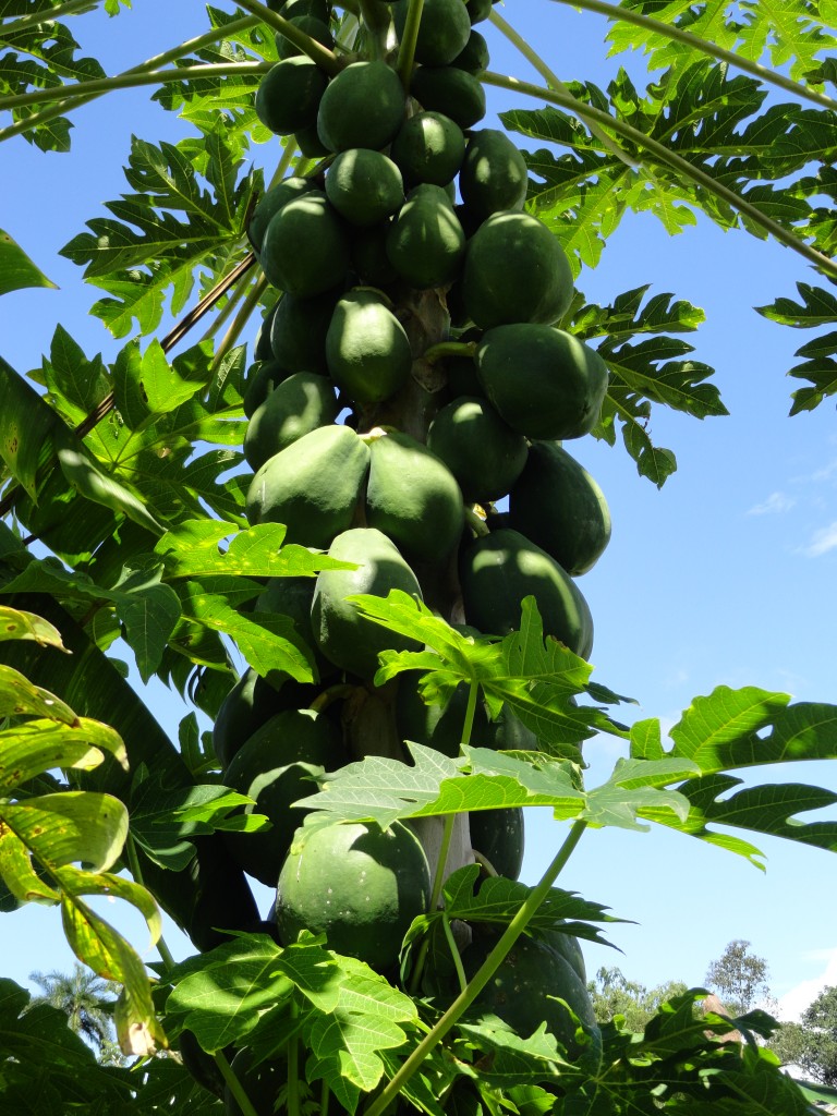 Foto: Papaya - Sucua (Morona-Santiago), Ecuador