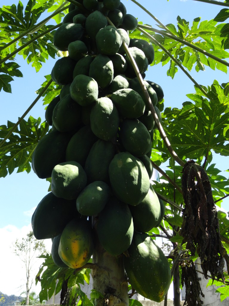Foto: Papaya - Sucua (Morona-Santiago), Ecuador