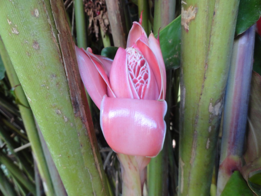 Foto: Heliconia - Sucua (Morona-Santiago), Ecuador