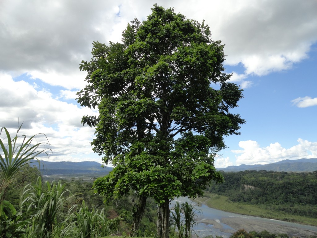 Foto: arbol - Sucua (Morona-Santiago), Ecuador