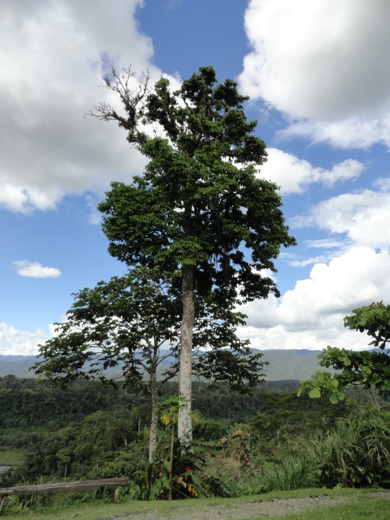 Foto: Arbol - Sucua (Morona-Santiago), Ecuador