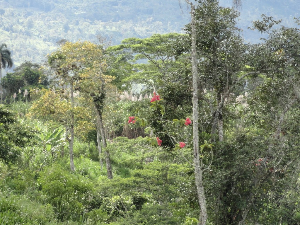 Foto: Paisaje - Sucua (Morona-Santiago), Ecuador