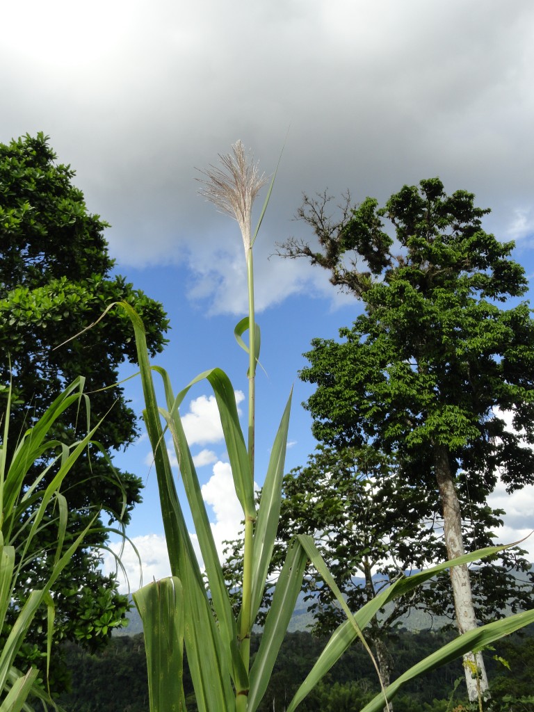 Foto: Flopr de caña - Sucua (Morona-Santiago), Ecuador