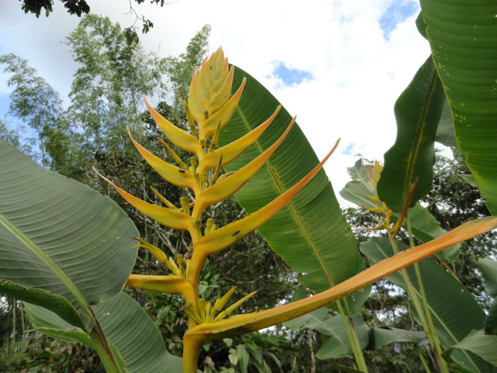 Foto: Heliconia - Sucua (Morona-Santiago), Ecuador