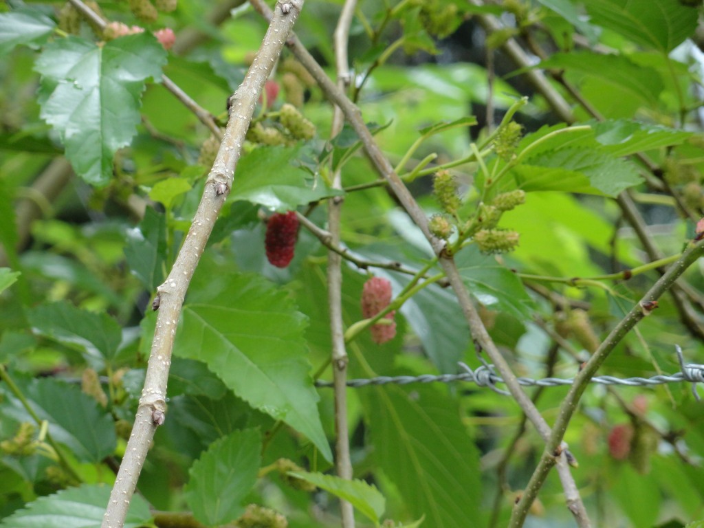Foto: Mora - Sucua (Morona-Santiago), Ecuador