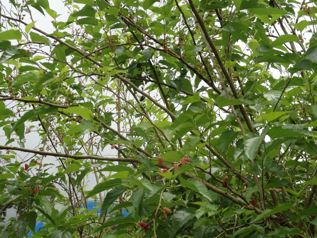 Foto: Mora - Sucua (Morona-Santiago), Ecuador