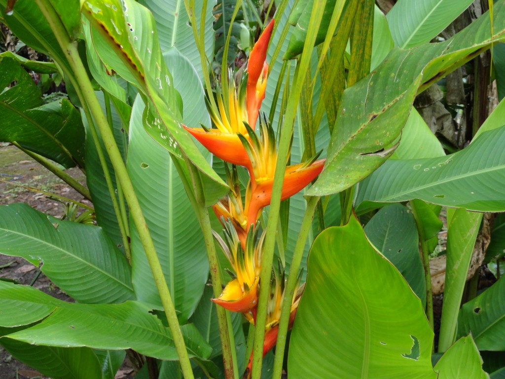 Foto: Heliconias - Sucua (Morona-Santiago), Ecuador