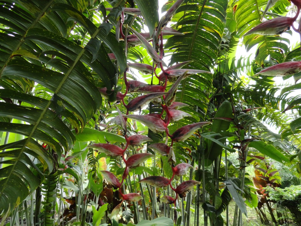 Foto: Heliconias - Sucua (Morona-Santiago), Ecuador