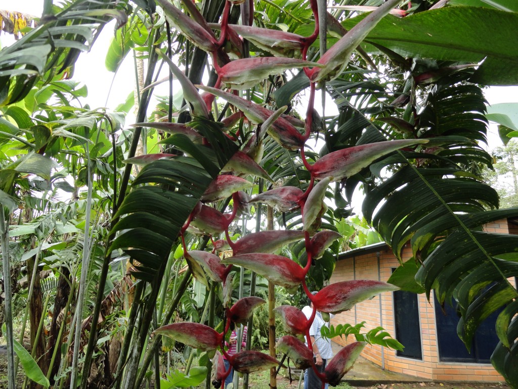 Foto: Heliconias - Sucua (Morona-Santiago), Ecuador