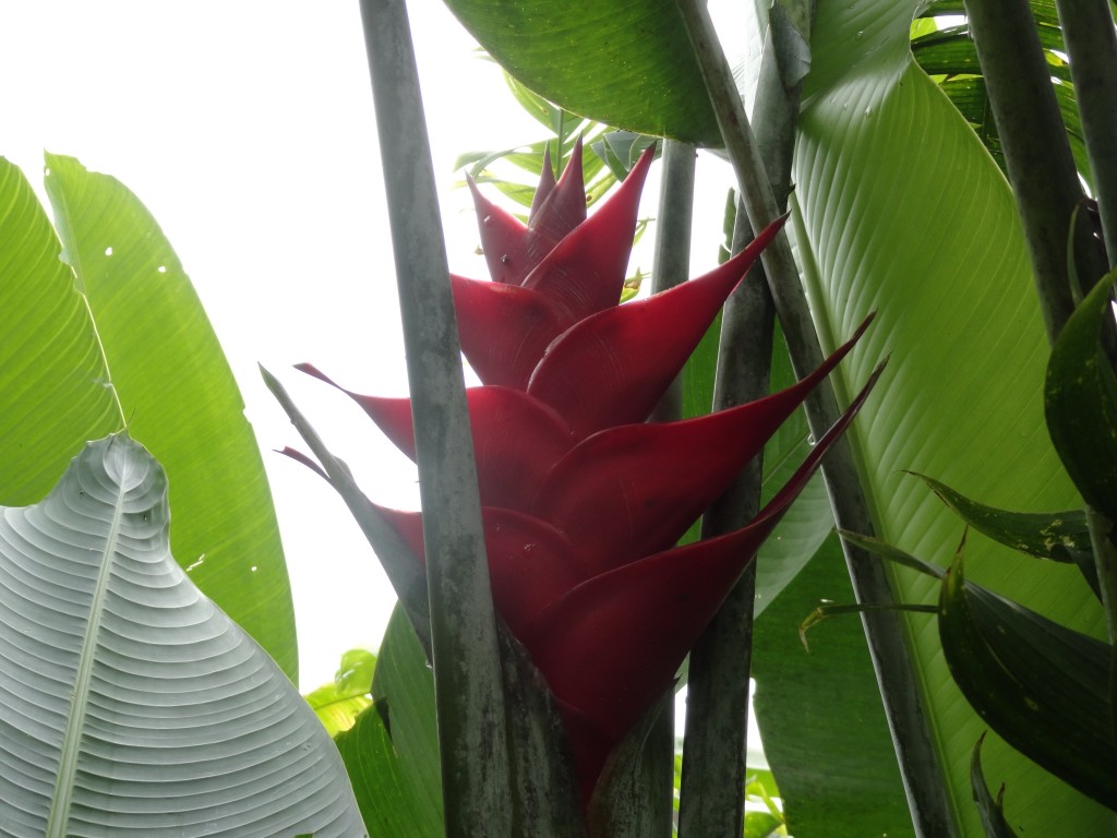 Foto: Heliconias - Sucua (Morona-Santiago), Ecuador
