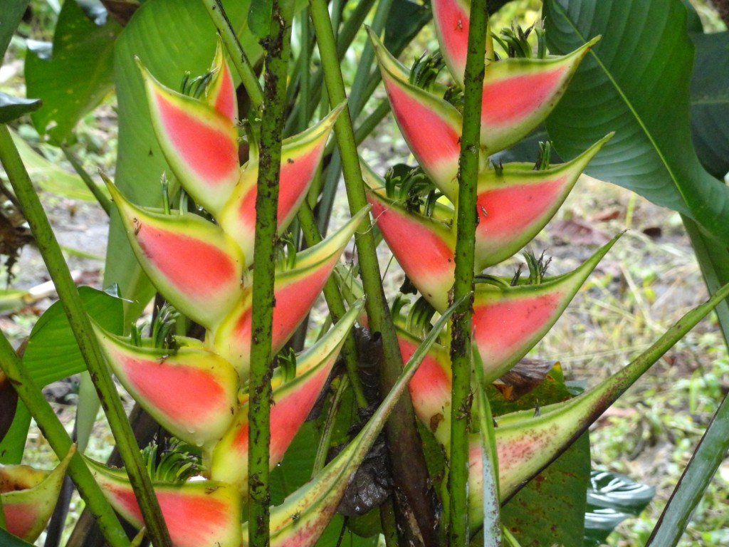Foto de Sucua (Morona-Santiago), Ecuador