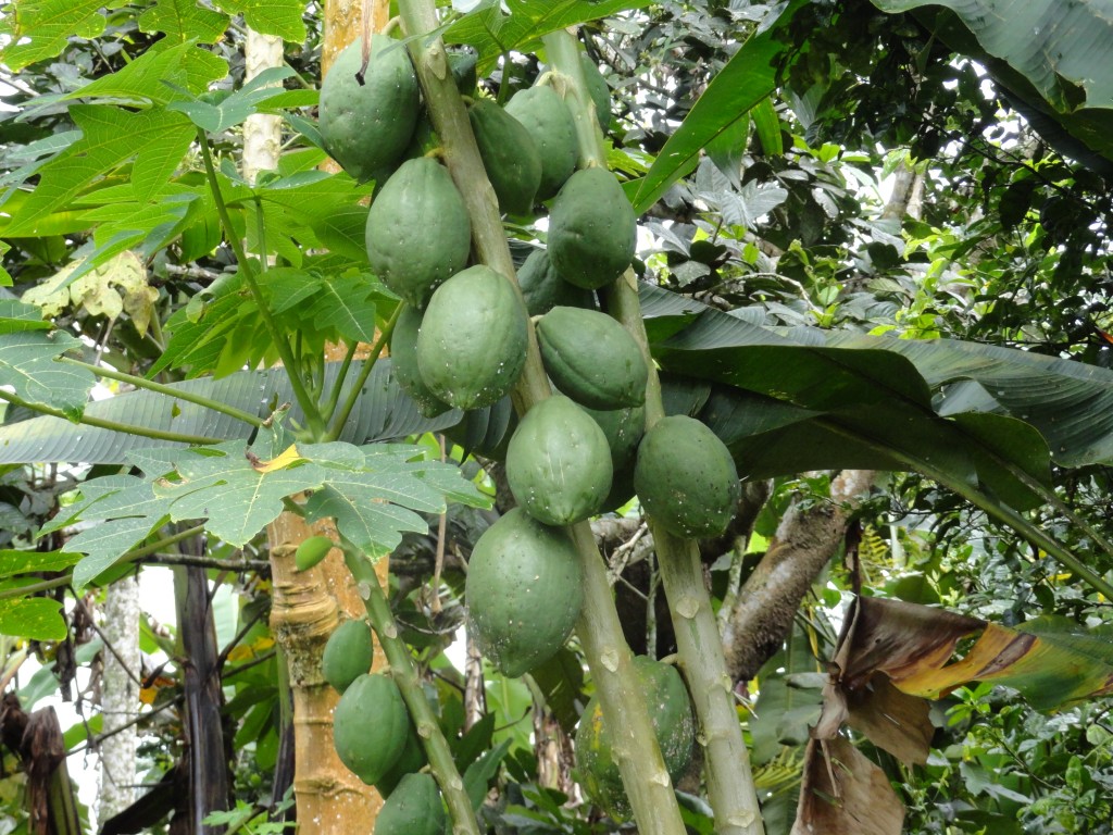 Foto: Papaya - Sucua (Morona-Santiago), Ecuador