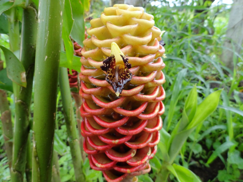 Foto: Heliconia - Sucua (Morona-Santiago), Ecuador