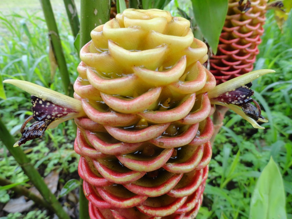 Foto: Heliconia - Sucua (Morona-Santiago), Ecuador