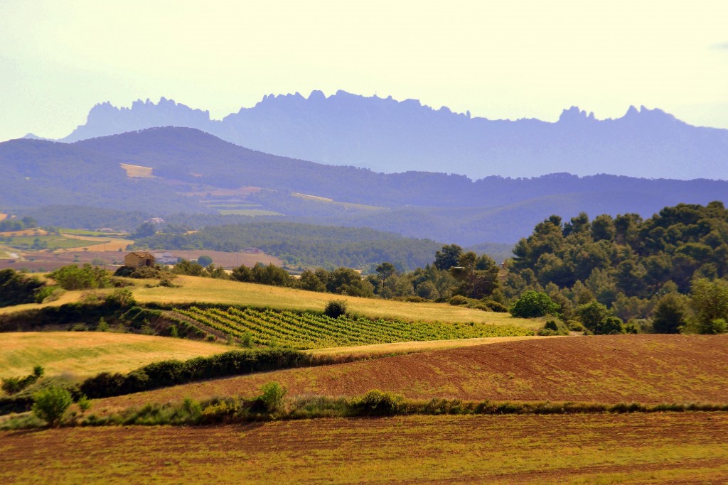 Foto: Paisaje de l'Anoia - Torrebusqueta, la Llacuna (Barcelona), España