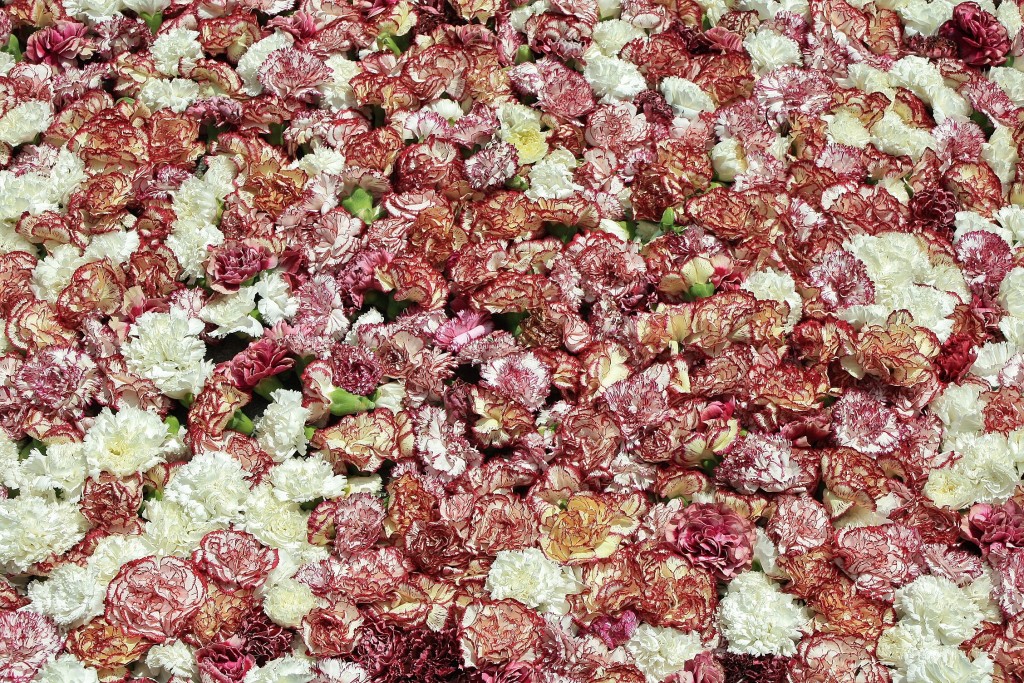 Foto: Alfombras de flores - La Garriga (Barcelona), España