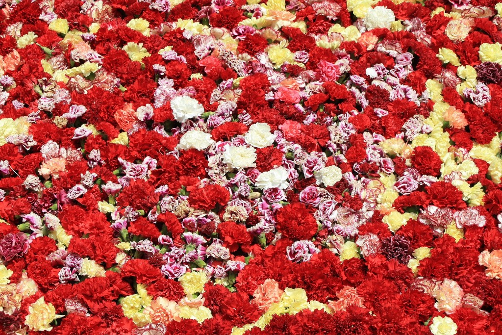 Foto: Alfombras de flores - La Garriga (Barcelona), España