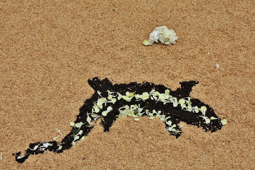 Foto: Alfombras de flores - La Garriga (Barcelona), España