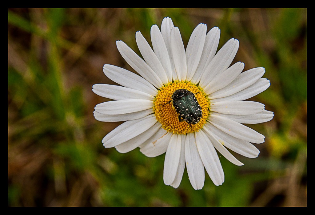 Foto: Flores - Pirineos (Huesca), España